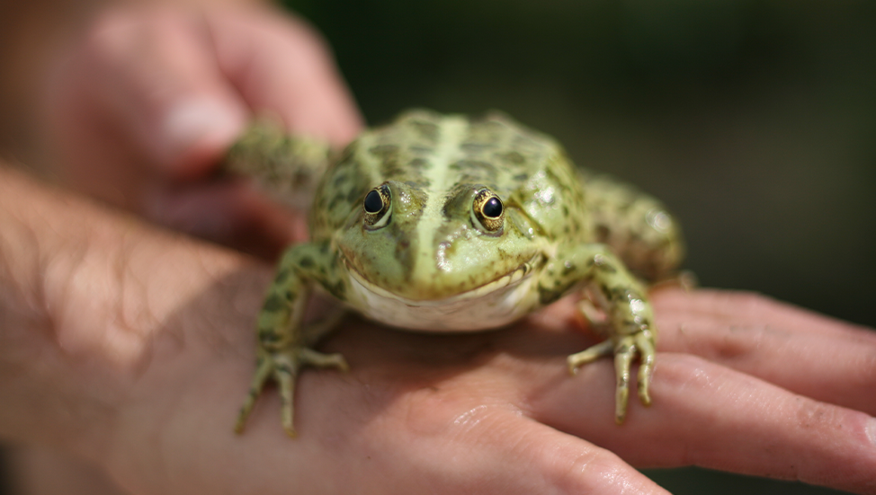 A beginner's guide to basic frog care: Dart Frogs, Milk Frogs and more!